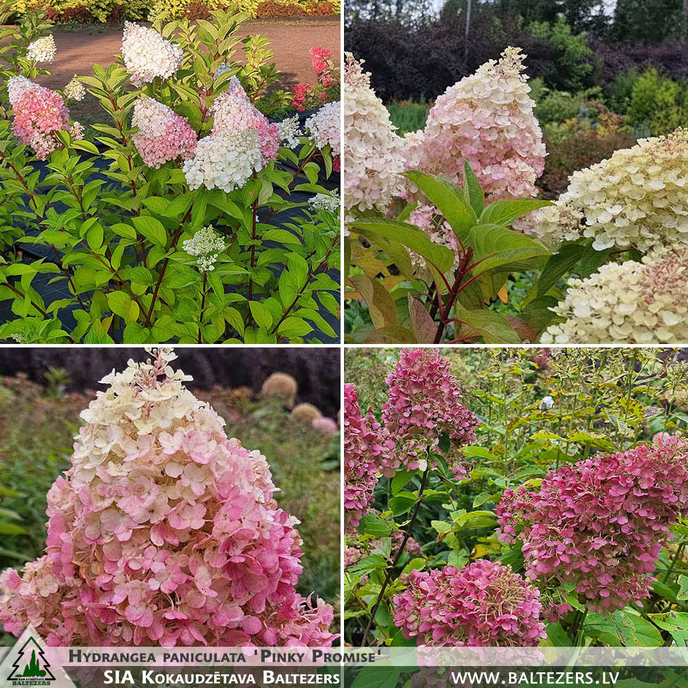 Hydrangea Paniculata 'pinky Promise' – Kokaudzētava Baltezers