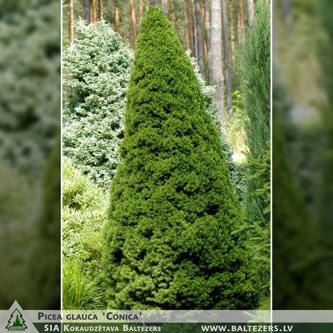 Picea glauca 'Conica' + Canadian Spruce