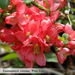Chaenomeles superba 'Pink Lady' + Japanese Flowering Quince