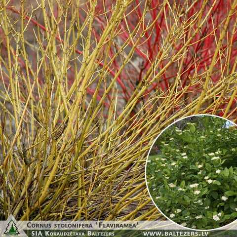 Cornus stolonifera 'Flaviramea' + Yellow-Twig Dogwood