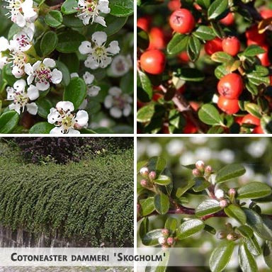 Cotoneaster dammeri 'Skogholm' + Bearberry, Chinese Bearberry