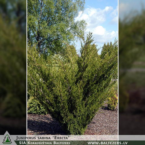 Juniperus sabina 'Erecta' + Savin Juniper