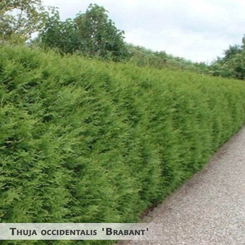 Thuja occidentalis 'Brabant' + Eastern Arborvitae