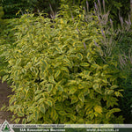 Cornus stolonifera 'Hedgerow's Gold' + Redtwig Dogwood