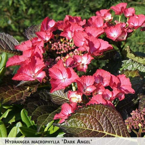 Hydrangea macrophylla 'Dark Angel' + Liellapu hortenzija