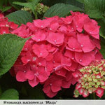 Hydrangea macrophylla 'Masja' + Liellapu hortenzija
