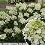 Hydrangea paniculata 'Baby Lace' + Skarainā hortenzija