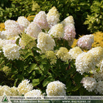 Hydrangea paniculata 'Bokrathirteen' (Magical Sweet Summer) + Skarainā hortenzija