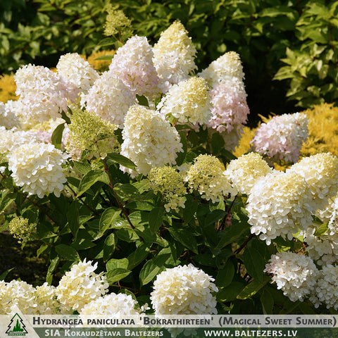 Hydrangea paniculata 'Bokrathirteen' (Magical Sweet Summer) + Panicle Hydrangea
