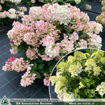 Hydrangea paniculata 'Little Blossom' + Panicle Hydrangea