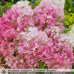 Hydrangea paniculata 'Strawberry Blossom' + Panicle Hydrangea