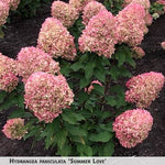 Hydrangea paniculata 'Summer Love' + Skarainā hortenzija