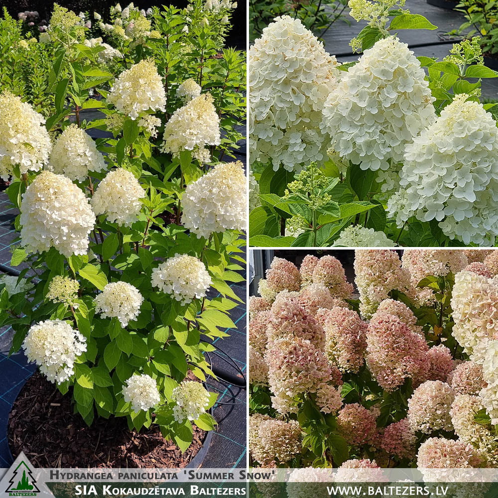 Hydrangea paniculata 'Summer Snow' – Kokaudzētava Baltezers