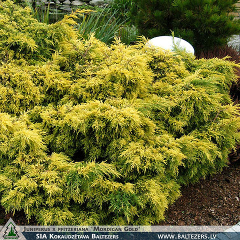 Juniperus x pfitzeriana 'Mordigan Gold' + Ficera kadiķis