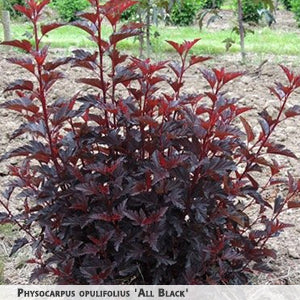 Physocarpus opulifolius 'All Black' + Ninebark