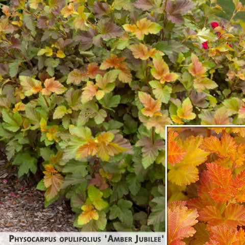Physocarpus opulifolius 'Amber Jubilee' + Ninebark