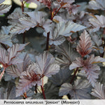 Physocarpus opulifolius 'Jonight' (Midnight) + Ninebark