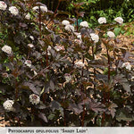Physocarpus opulifolius 'Shady Lady' + Irbeņlapu fizokarps