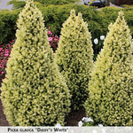 Picea glauca 'Daisy's White' + Canadian Spruce