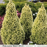 Picea glauca 'Daisy's White' + Eль сизая; канадская