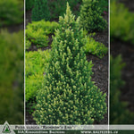 Picea glauca 'Rainbow's End' + Canadian Spruce