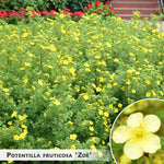 Potentilla fruticosa 'Zoë' + Parastā čuža, klinšrozīte