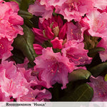 Rhododendron 'Haaga' + Rhododendron