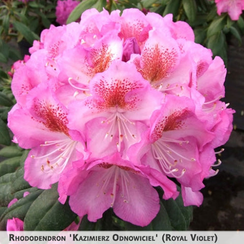 Rhododendron 'Royal Violet' + Rododendrs