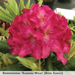 Rhododendron 'Royal Scarlet' + Rododendrs