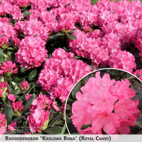 Rhododendron 'Royal Candy' + Rododendrs
