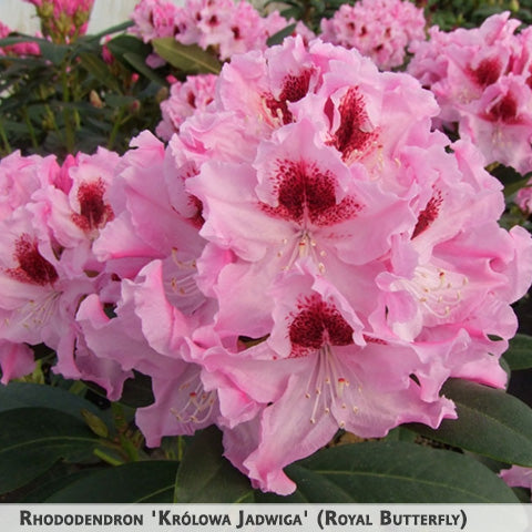 Rhododendron 'Royal Butterfly' + Rododendrs