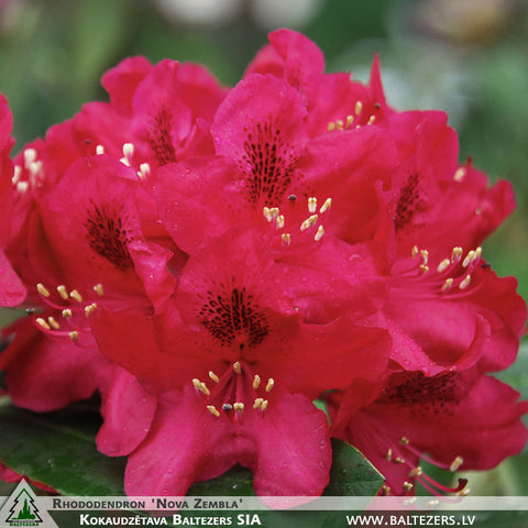 Rhododendron 'Nova Zembla' + Rododendrs