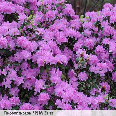Rhododendron 'PJM Elite' + Rhododendron