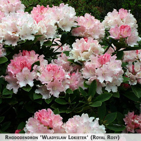 Rhododendron 'Royal Rosy' + Rododendrs