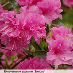 Rhododendron dauricum 'Staccato' + Daurijas rododendrs