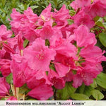 Rhododendron williamsianum 'August Lamken' + Viljamsa rododendrs