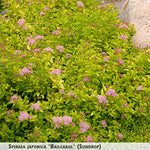 Spiraea japonica 'Bailcarol' (Sundrop) + Japanese Spirea