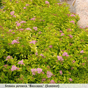Spiraea japonica 'Bailcarol' (Sundrop) + Japanese Spirea