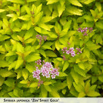 Spiraea japonica 'Zen'Spirit Gold' + Japanese Spirea