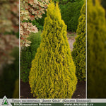 Thuja occidentalis 'Janed Gold' (Golden Smaragd) + Eastern Arborvitae