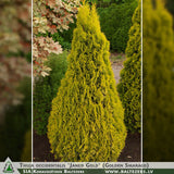 Thuja occidentalis 'Janed Gold' (Golden Smaragd) + Eastern Arborvitae