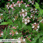 Abelia mosanensis + Fragrant Abelia, Korean Abelia