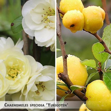Chaenomeles speciosa 'Yukigoten' + Flowering Quince