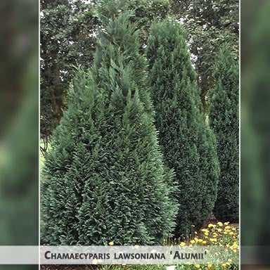 Chamaecyparis lawsoniana 'Alumii' + Lausona paciprese