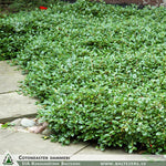 Cotoneaster dammeri + Bearberry Cotoneaster, Chinese Bearberry