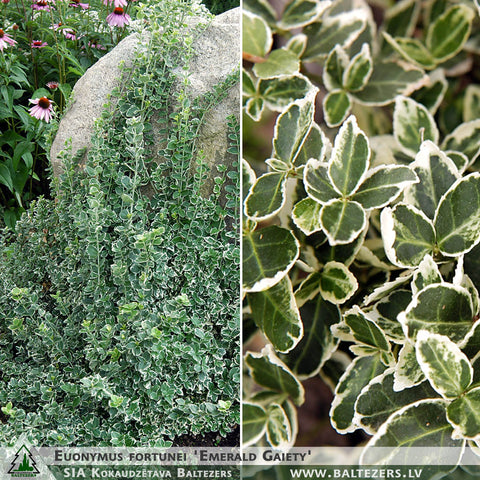 Euonymus fortunei 'Emerald Gaiety' + Fortune's Spindle, Wintercreeper Euonymus