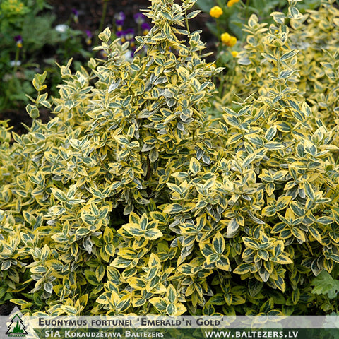 Euonymus fortunei 'Emerald'n Gold' + Fortune's Spindle, Wintercreeper Euonymus