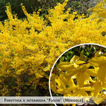 Forsythia x intermedia 'Flojor' (Minigold) + Border Forsythia