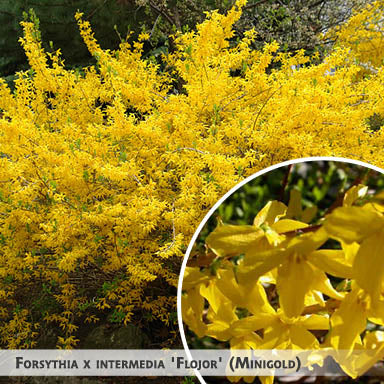 Forsythia x intermedia 'Flojor' (Minigold) + Форзиция промежуточная