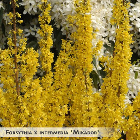 Forsythia x intermedia 'Minfor6' (Mikador) + Border Forsythia